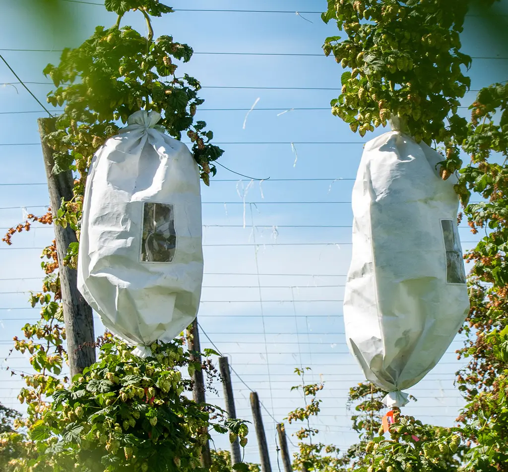 Pollination bag terpasang pada tanaman merambat di kebun